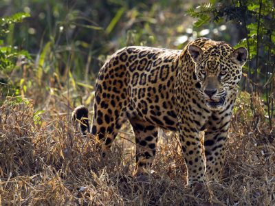 04-3 giaguaro - jaguar - panthera onca 04-3 giaguaro - jaguar - panthera onca