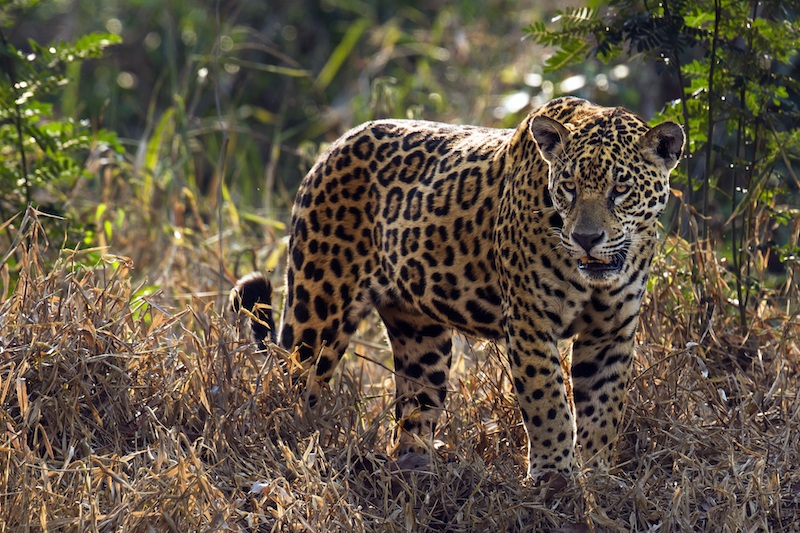 04-3 giaguaro - jaguar - panthera onca